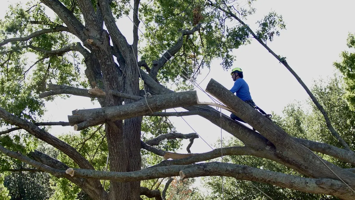 Professional Hazardous Tree Removal performed by certified arborists in Monticello
